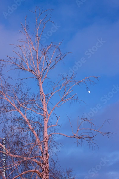 Obraz Moon shining over a birch one spring morning. Samara region, Central Russia.