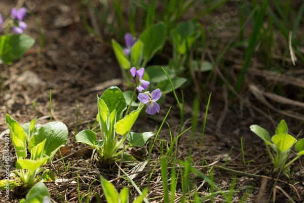 Obraz Viola hirta, of the family Violaceae. Samara region, Central Russia.