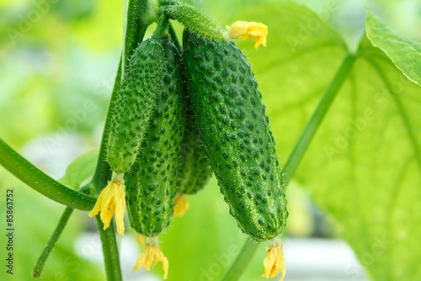 Obraz cucumbers in a greenhouse