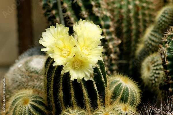 Obraz Blühender Notokaktus (Notocactus spec)