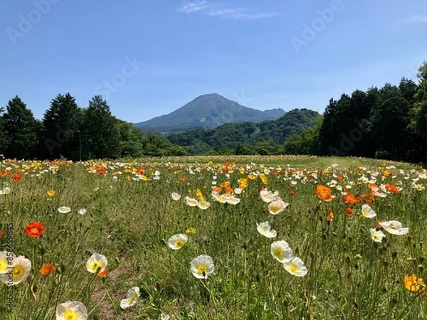 Obraz 新緑の春の大山の風景