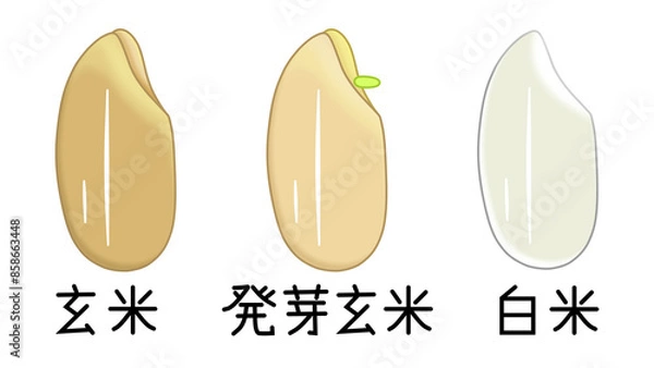 Fototapeta 玄米と発芽玄米と白米（漢字、日本）