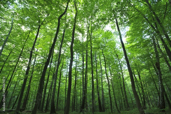 Fototapeta Forest