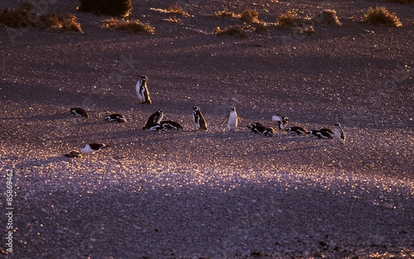 Obraz Pingwiny w piasku