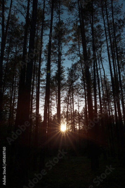 Obraz Beautiful forest under sunset sunbeam. Sun and trees