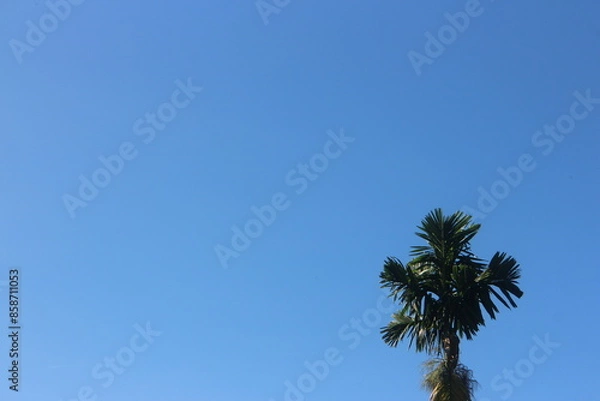 Fototapeta A tree growing in a cloudless blue sky