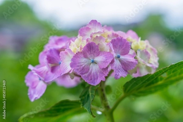 Fototapeta ひっそりと咲く淡いピンクの満開のアジサイ