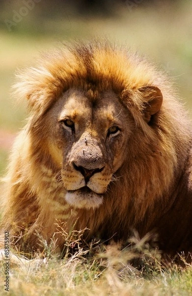 Obraz Lew na sawannie