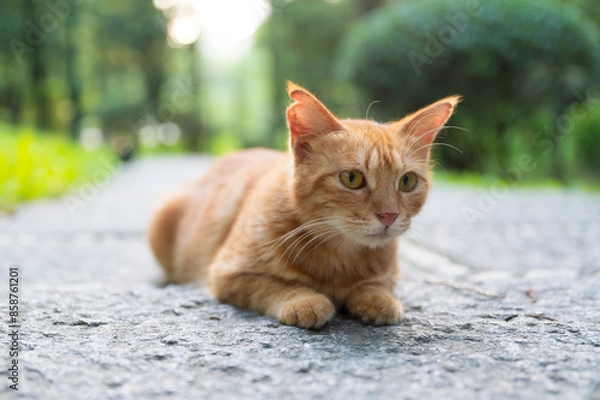 Fototapeta Cat resting on the ground