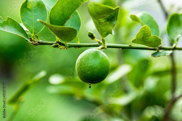 Fototapeta Lemon on branch