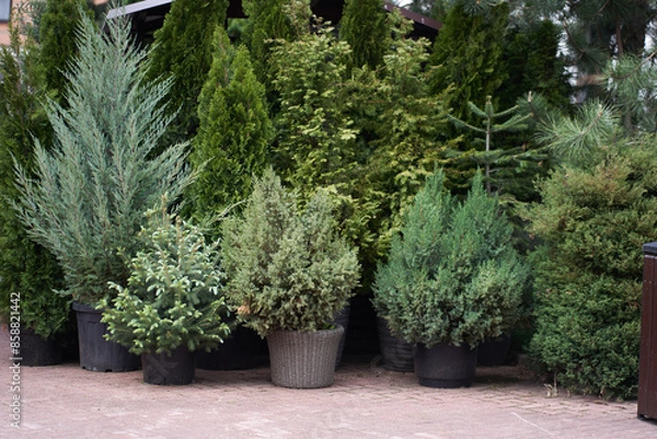 Fototapeta Seedlings of shrubs and coniferous trees in pots in a plant nursery. A garden plant store. An outdoor fair. With space to copy. High quality photo
