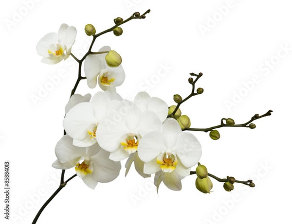 Obraz White orchid on white isolated background