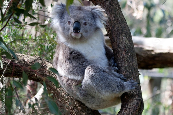 Fototapeta Koala klettert auf Baum