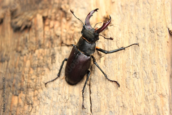 Obraz Stag Beetle