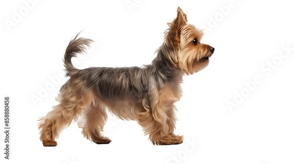 Obraz walking young yorkshire terrier, side view