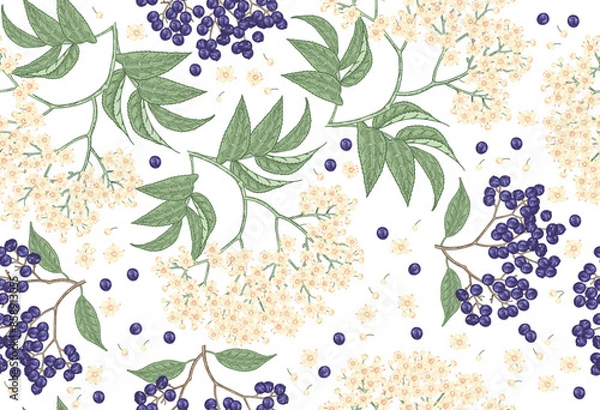 Obraz Elderflower blossom seamless pattern. Elderberry, sambucus flowers hand drawn. Vector illustration vintage.