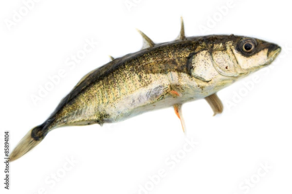 Obraz Gasterosteus aculeatus, Three-spined stickleback