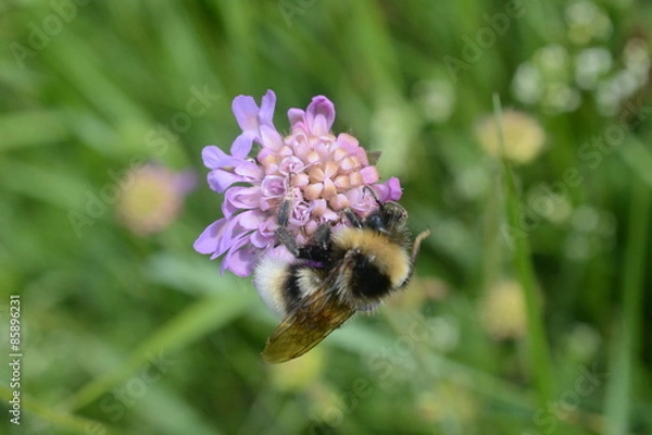 Fototapeta bombo su fiore