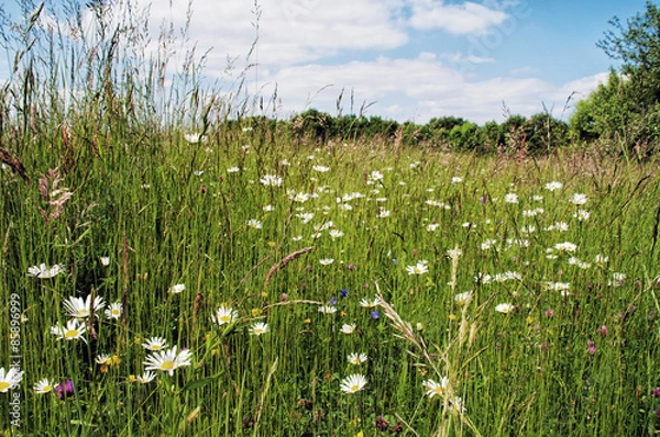 Obraz Prairie fleurie
