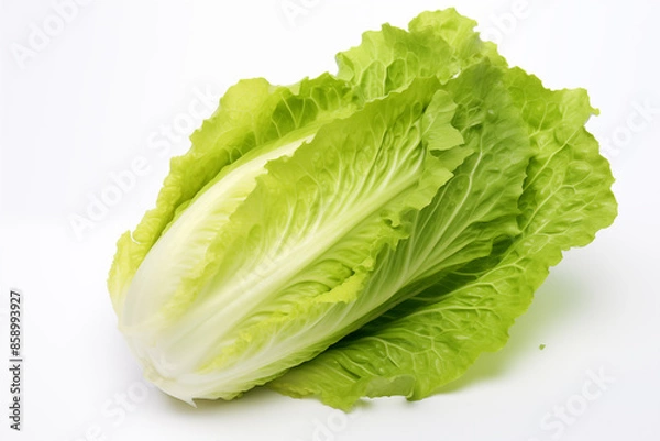 Obraz fresh lettuce on isolated white background