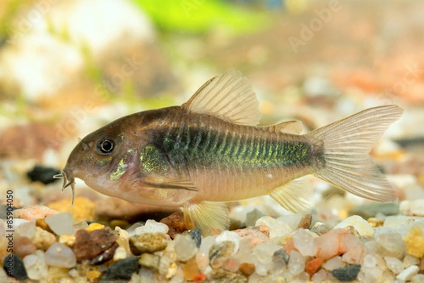 Obraz Corydoras fish