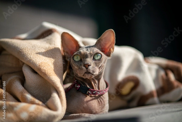 Obraz Sphynx cat under a blanket.
