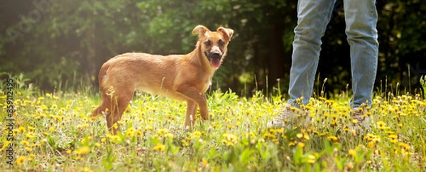 Fototapeta A cheerful, funny mixed breed puppy, red in color, in a clearing of yellow dandelion flowers.