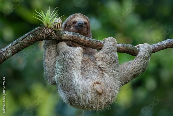 Fototapeta Cute sloth hanging on tree branch with funny face look in the Rainforest of Costa Rica, Bradypus variegatus, brown-throated three-toed sloth,