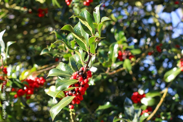 Fototapeta Walking through the middy forest paths around Hertford through the leaves and branches as the colder months of the year wrap themselves around the world