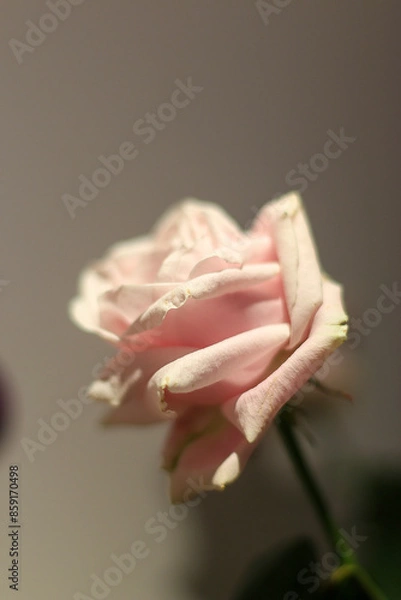 Obraz Decorations around the house in the darkness of winter