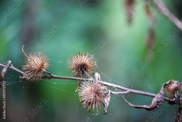 Fototapeta Walking through the middy forest paths around Hertford through the leaves and branches as the colder months of the year wrap themselves around the world