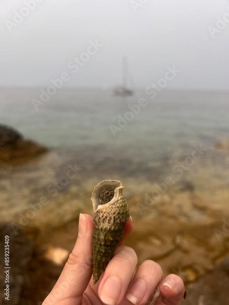 Obraz Seashell on the beach