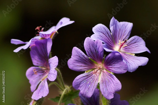 Obraz Four purple geranium flowers with dark background