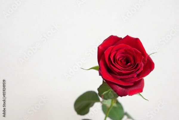 Fototapeta 赤いばら