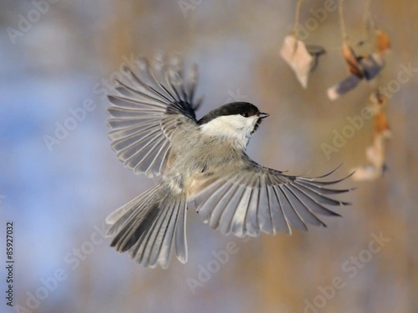 Obraz Flying Willow Tit with open wings