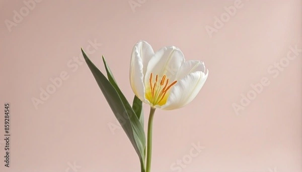 Obraz Spring Beauty: A Delicate and Sophisticated Floral Collection