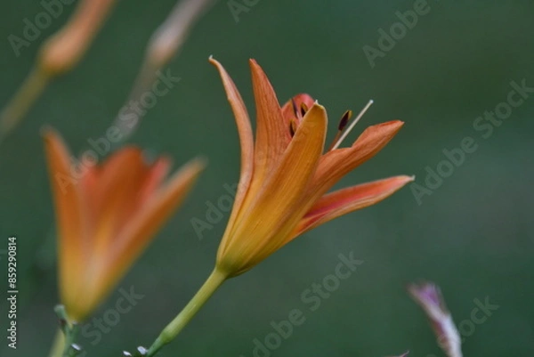 Obraz Orange Daylily Flower