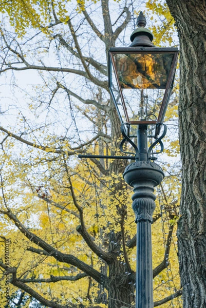 Obraz 紅葉とランプ