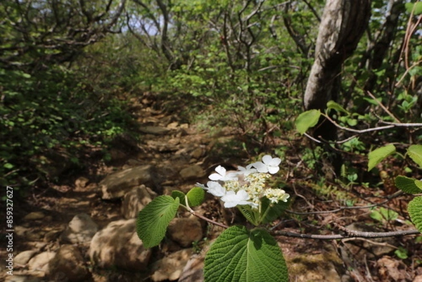 Fototapeta 2024年5月の福島県の安達太良山の山開き
