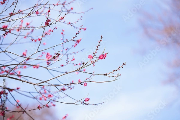 Obraz 綺麗な梅の花