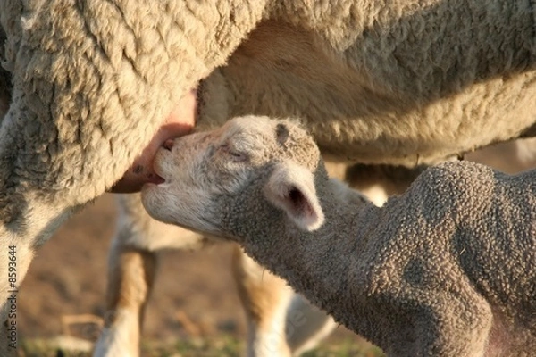 Obraz Sheep Lamb and Ewe