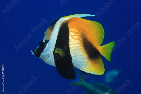 Fototapeta Masked bannerfish (Heniochus monoceros) in the tropical waters of the indian ocean 