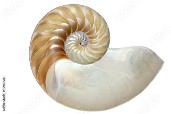 Obraz Inside view of a nautilus shell