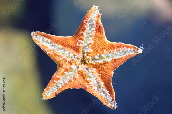 Obraz Underside of the starfish