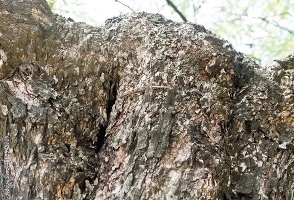Obraz House lizard hiding camouflage on tree