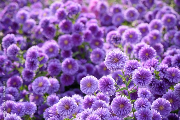 Obraz small purple chrysanthemum flowers