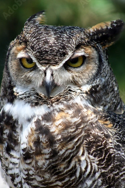Fototapeta Great Horned Owl portrait