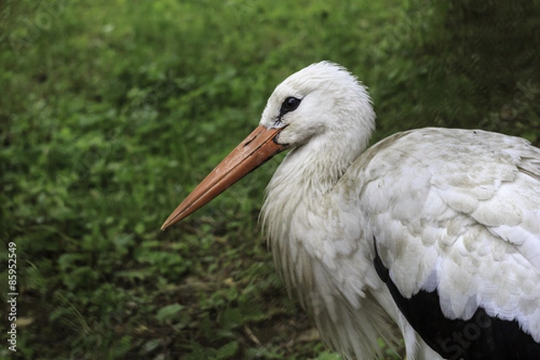 Obraz Stork sideview
