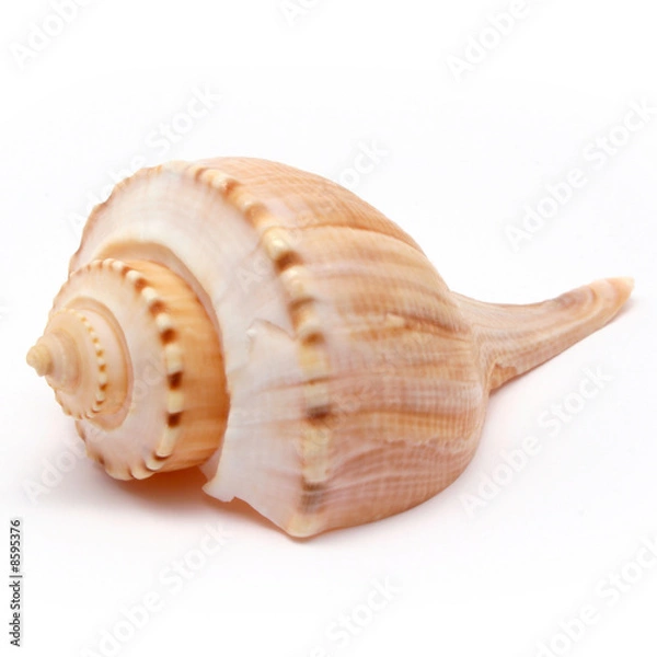 Fototapeta Channeled Whelk Spiral Shell