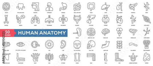 Fototapeta Human Anatomy Icon Collection Set. Easy To Use, Easy To Edit And Simple Line Vector Icons.
